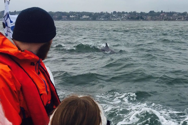 People on a boat watching a dolphin fin in the sea near the coast.