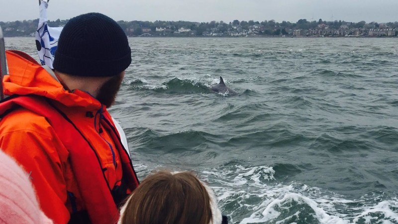 People on a boat watching a dolphin fin in the sea near the coast.