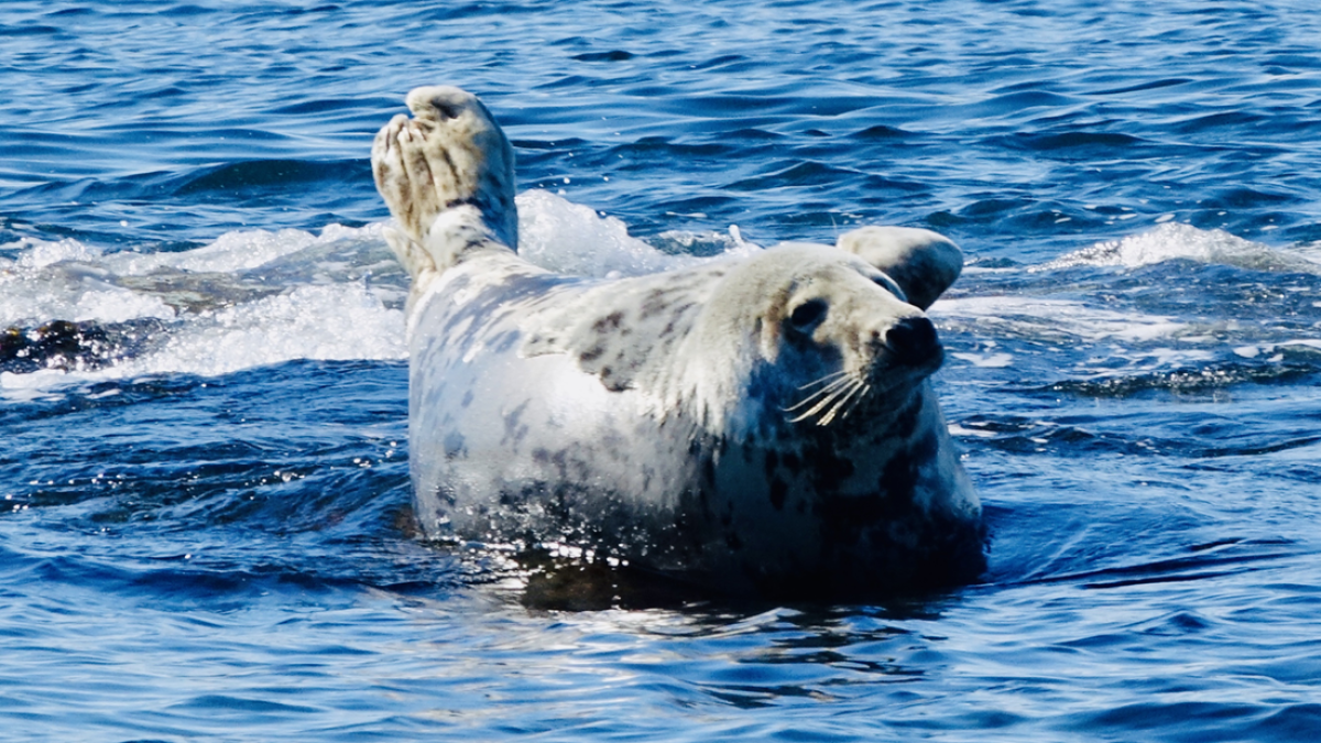 Seal resting on a rock in the ocean with water splashing around it.