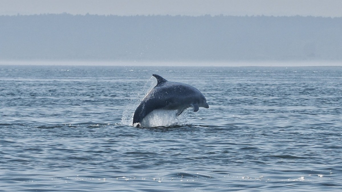 Dolphin leaping out of the water in a calm sea with a distant shoreline.