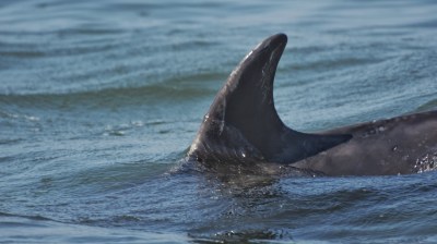 Close-up of a dolphin fin above water surface in the sea.