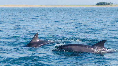 Two dolphins swimming near the surface with a distant shoreline in view.