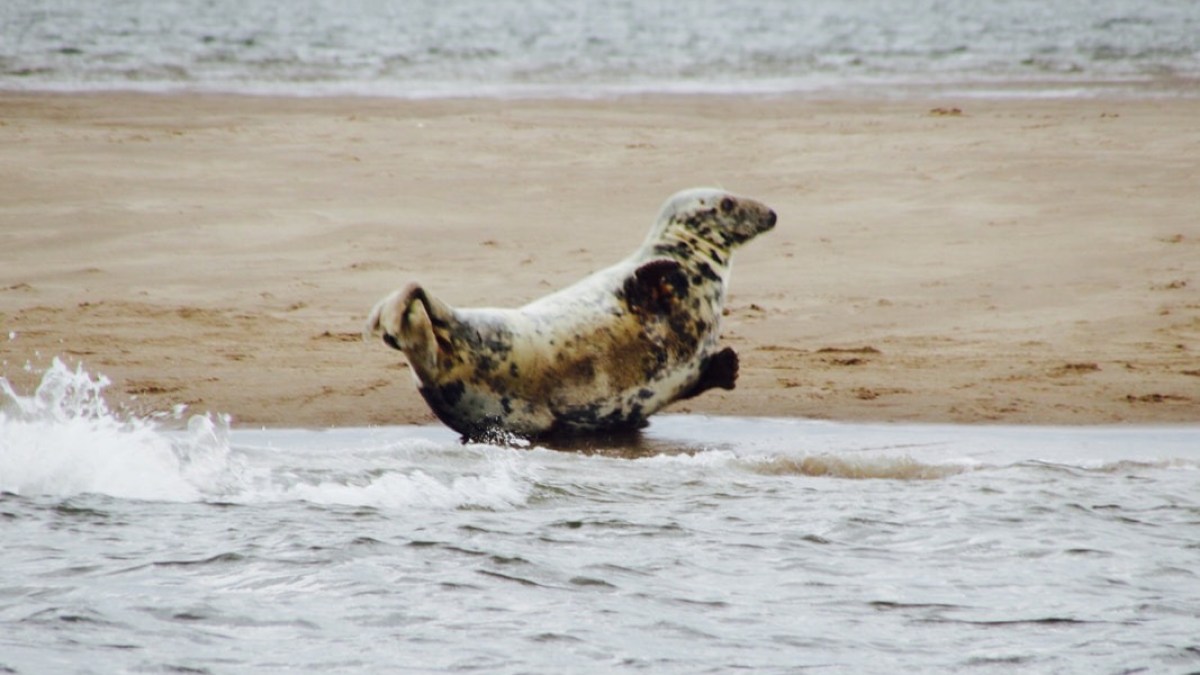 Seal lying on sandy beach near water with distant shoreline.