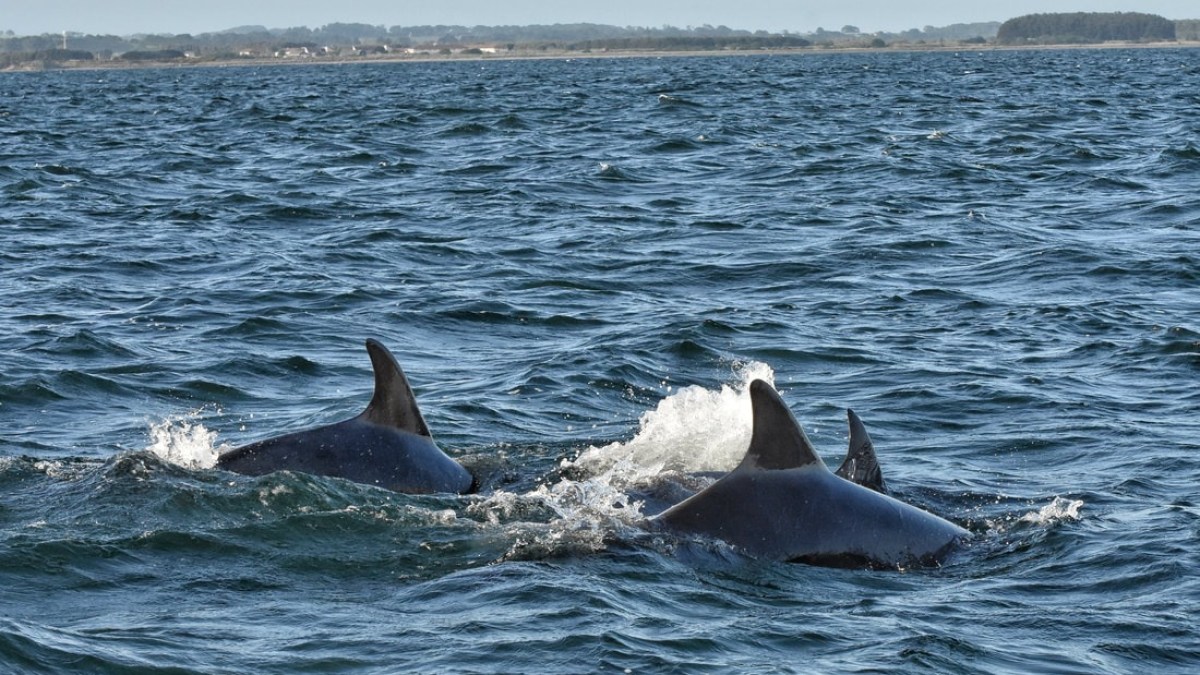 Two dolphins swimming in the ocean with dorsal fins visible.