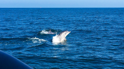 Dolphins swimming in the ocean with a boat edge visible in the foreground.