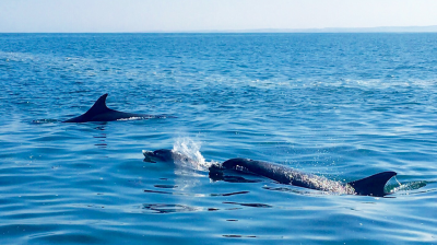 Two dolphins swimming close to the ocean surface on a sunny day.