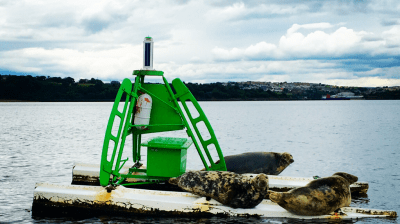 Three seals resting on a floating green platform in a body of water under a cloudy sky.