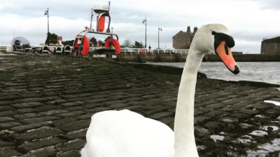 Swan on cobblestone path by water, with distant boat and cloudy sky.