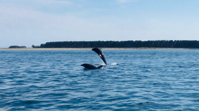 Two dolphins jumping in the ocean near a forested shoreline.