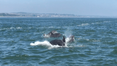 Dolphins swimming and leaping in the ocean near a distant coastline.