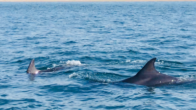 Two dolphins swimming in the ocean near a distant shoreline.