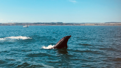 Dolphin surfacing in ocean near distant boat with town on horizon.