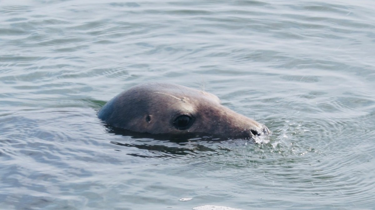 Seal head above water, eyes visible, in a calm sea.