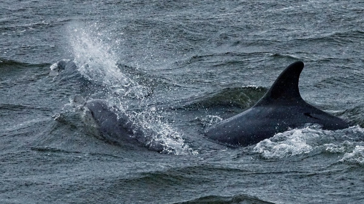 Two dolphins swimming in wavy sea with splashes.